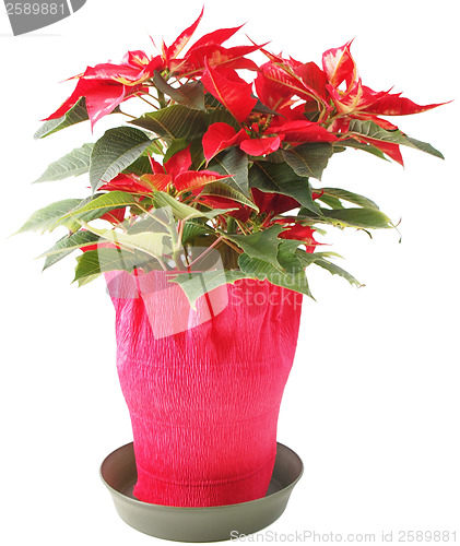 Image of Poinsettia