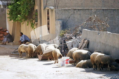 Image of Sheeps on the street of Kairouan