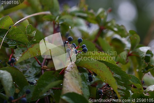 Image of Berries