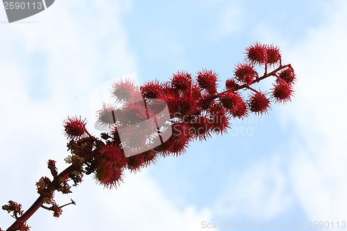 Image of Spiny fruits