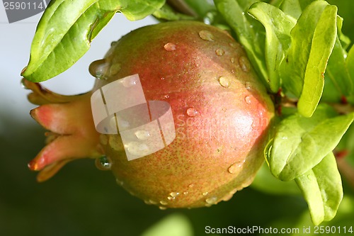 Image of Pomegranate