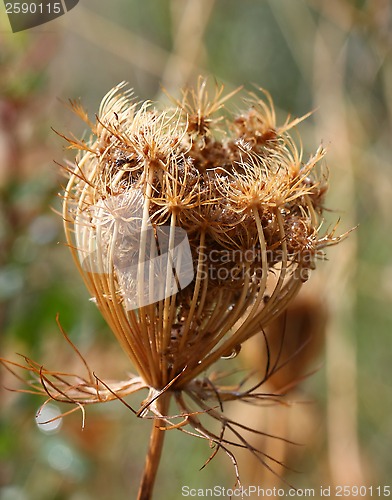 Image of Spiny fruits