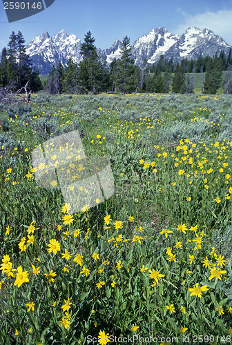 Image of Grand Teton