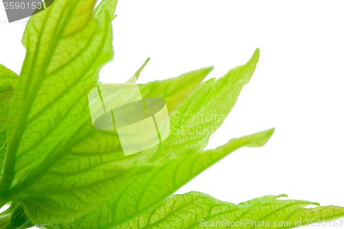 Image of Tree branch in spring