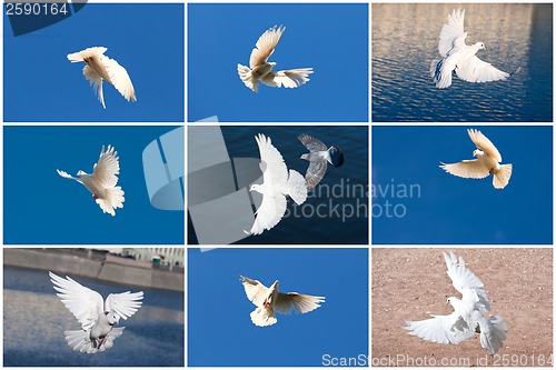 Image of White pigeons