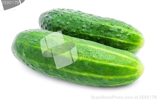 Image of Fresh cucumber