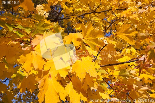 Image of Autumn