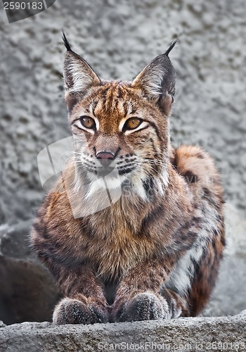 Image of Lynx