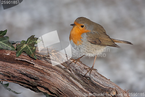 Image of European Robin on branch