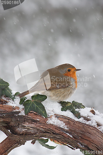 Image of Robin in snow