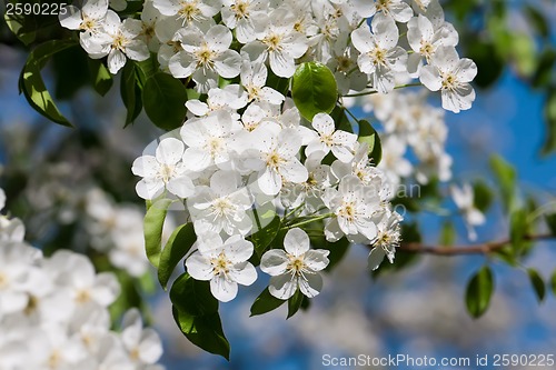 Image of Apple flowers