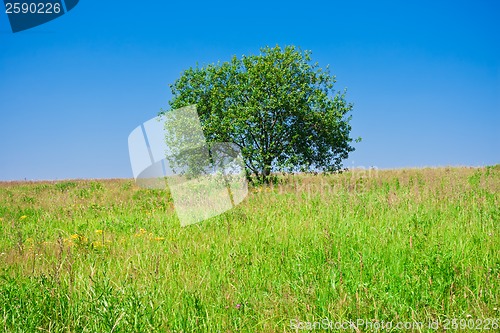 Image of Tree and field
