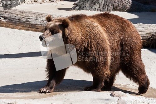 Image of Bear