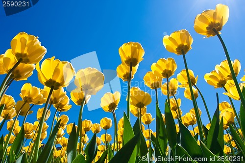 Image of Tulip flowers