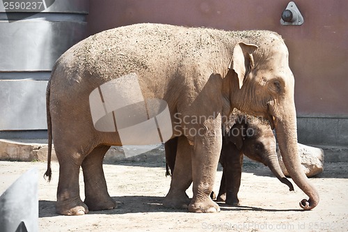 Image of Elephant