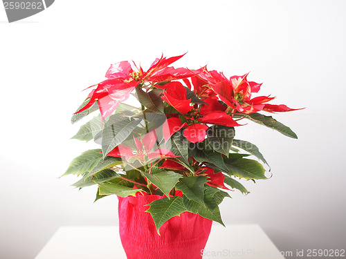 Image of Poinsettia