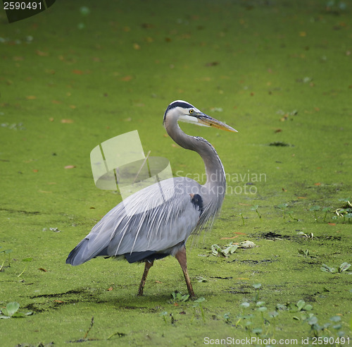 Image of Blue Heron