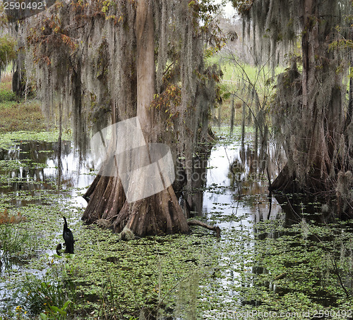 Image of Florida Wetlands