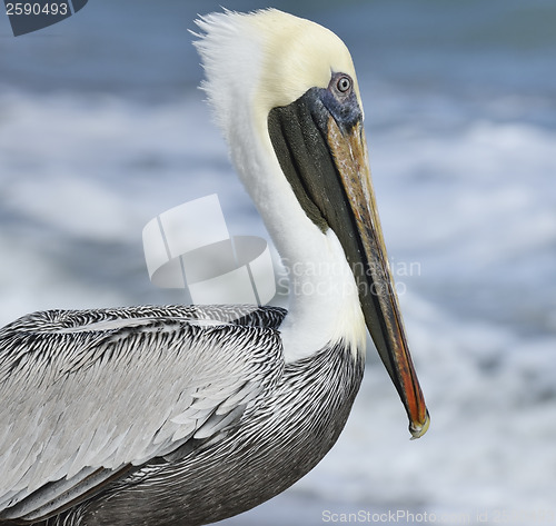 Image of Brown Pelican