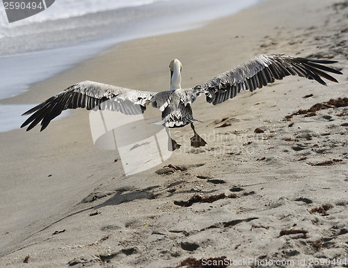 Image of Brown Pelican