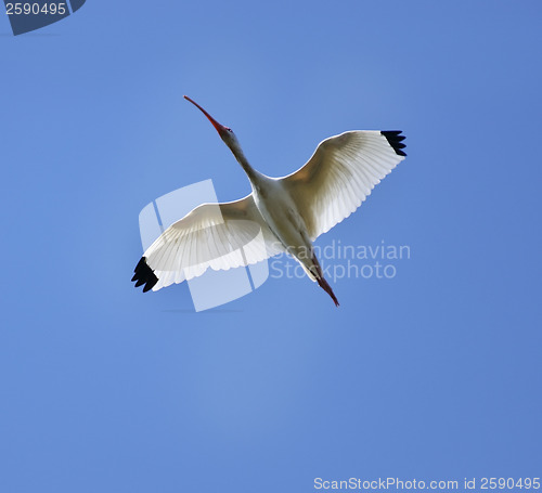 Image of White Ibis In Flight