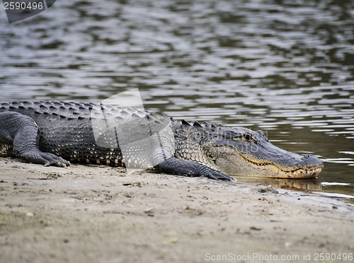 Image of  American Alligator