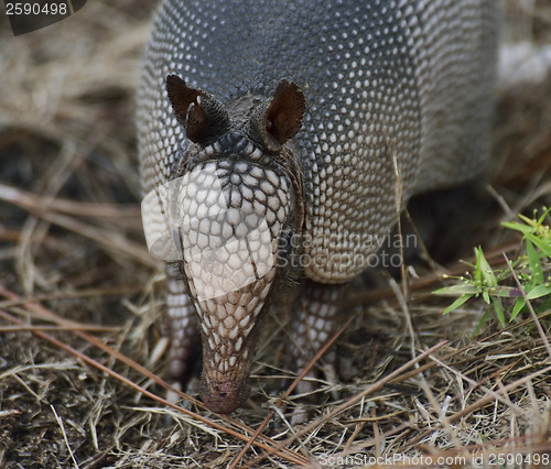 Image of Armadillo