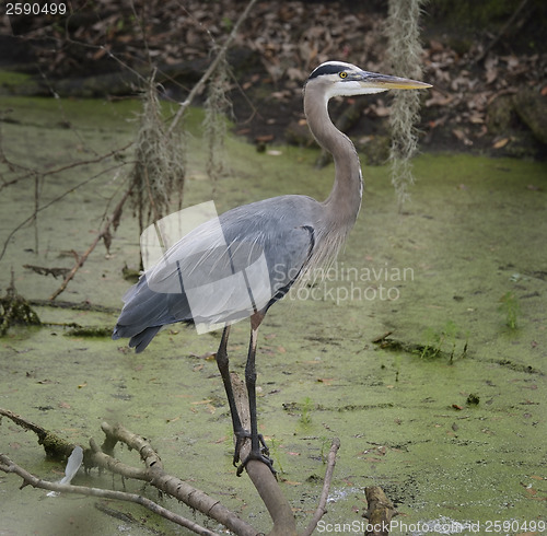 Image of Blue Heron 