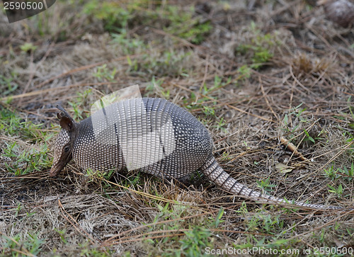 Image of Armadillo