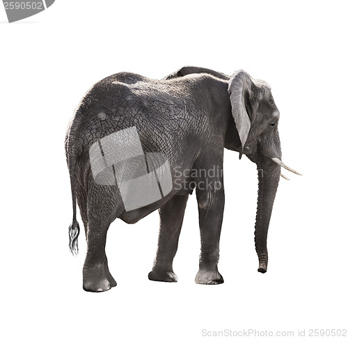 Image of African Elephant 