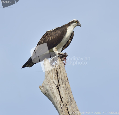 Image of Osprey Eating Fish