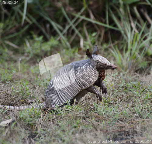 Image of Armadillo