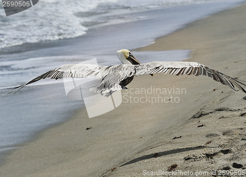 Image of Brown Pelican