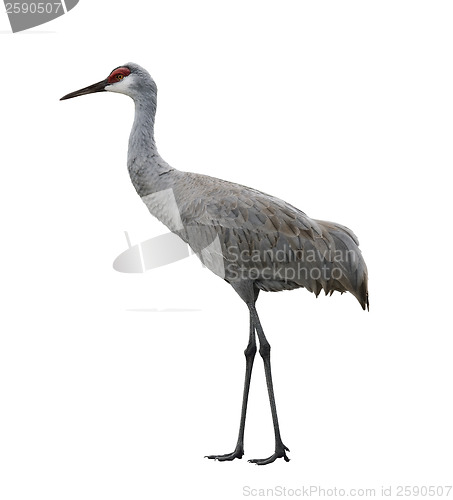 Image of Sandhill Crane Bird