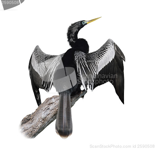 Image of Anhinga (Anhinga Anhinga) Bird