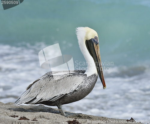 Image of Brown Pelican 