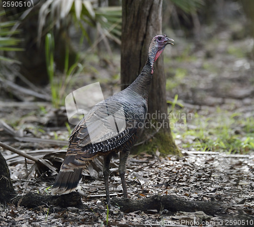 Image of Wild Turkey 