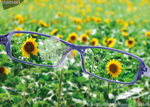 Image of View from reading eyeglasses on beautiful nature view