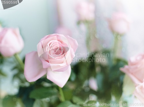 Image of Beautiful pink roses