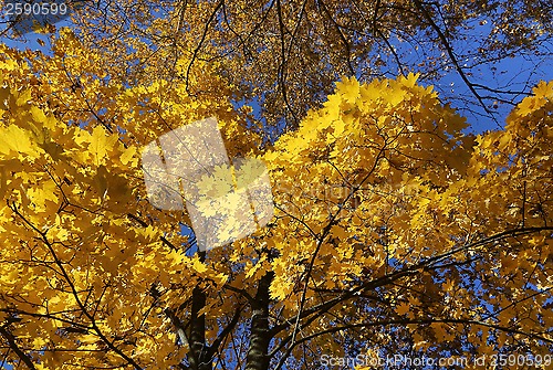 Image of Beautiful autumn trees