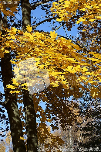 Image of Beautiful autumn trees