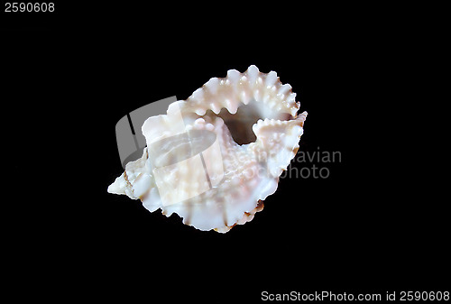 Image of Sea shell