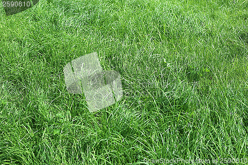 Image of Green grass nature background