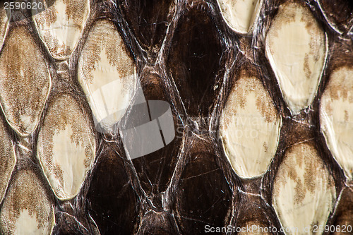 Image of Texture of genuine snakeskin