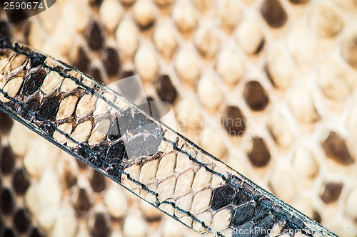 Image of Texture of genuine snakeskin