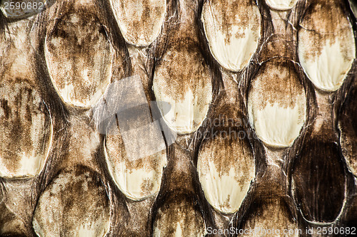 Image of Texture of genuine snakeskin