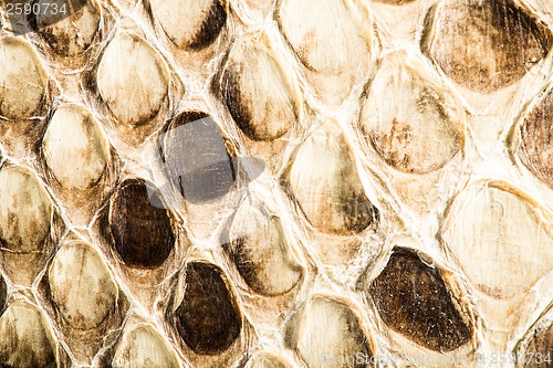Image of Texture of genuine snakeskin