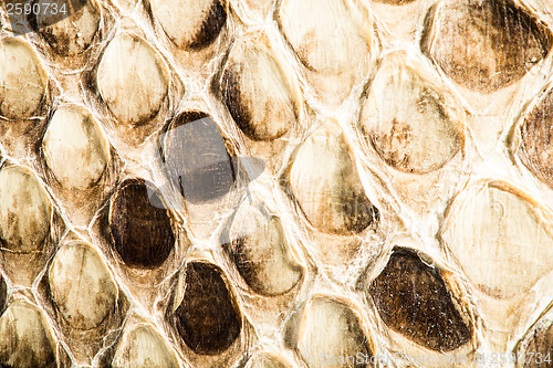 Image of Texture of genuine snakeskin