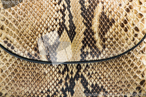 Image of Texture of genuine snakeskin