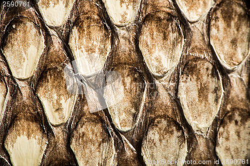 Image of Texture of genuine snakeskin